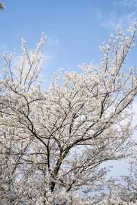 重慶看櫻花一定不要忘了還有這裡！