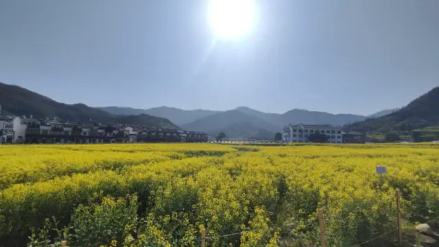 March brings a new adventure! Let's go to Wuyuan to see the rapeseed flowers