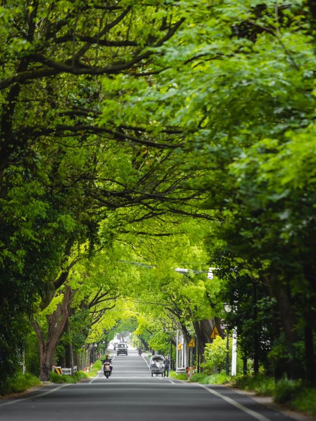 就在蘇州藏在山腳下的最美林蔭公路