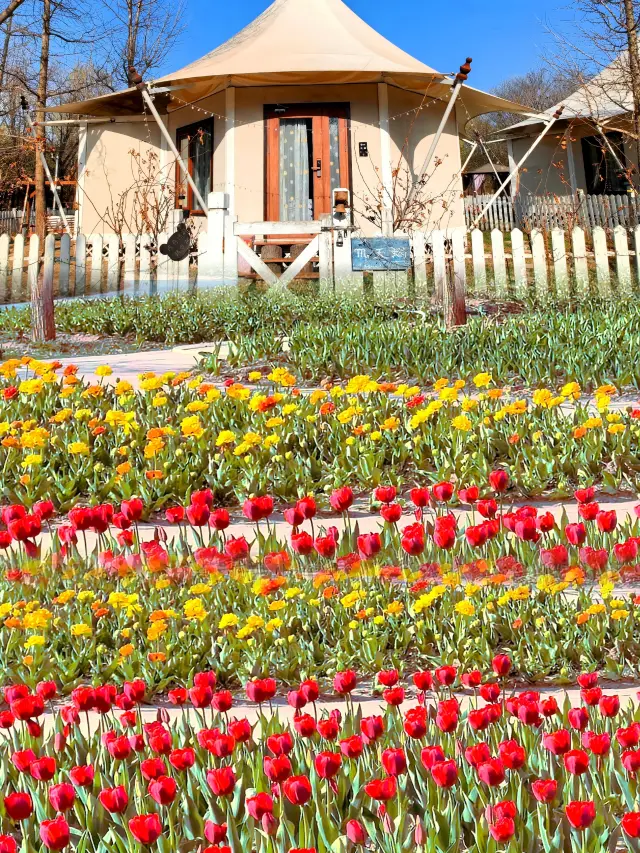 Spring Limited Romantic Date Spot | 2024 Beijing Tulip Festival International Fresh Flower Port Exhibition Area