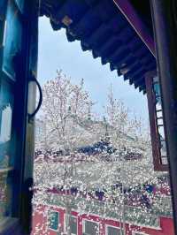 又是一年玉蘭花開時今日長春觀 Live圖