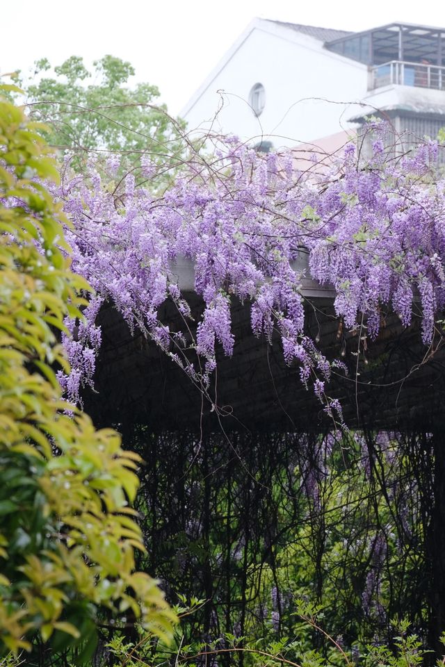 櫻花公園紫藤花瀑布開爆！！