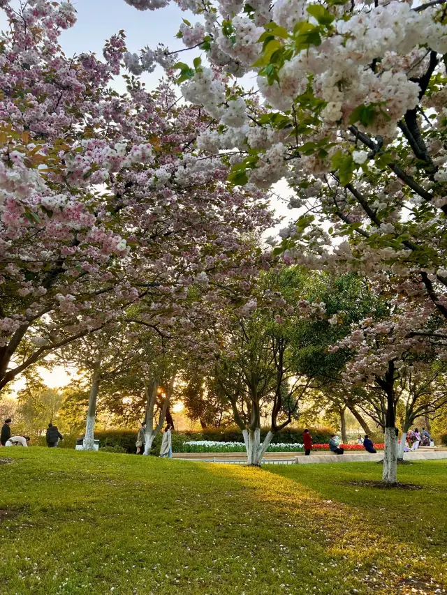 The late cherry blossoms at Xuanwu Lake are stunningly beautiful! Come and enjoy the flowers