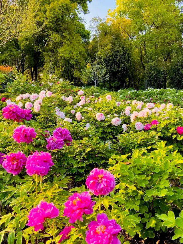 I've captured the grand peony garden in Shanghai