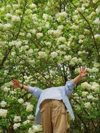 合肥金斗公園的繡球花，才是真正捅了木繡球窩