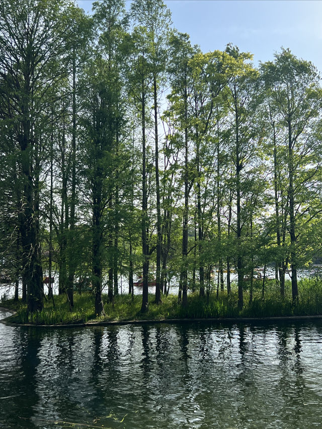 還有人沒去過共青森林公園嗎？藏在上海郊區的仙境