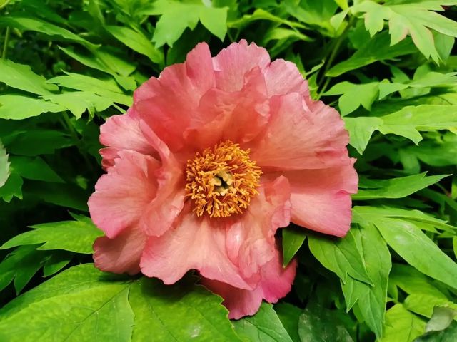 洛陽「網紅」牡丹合集來了!看哪朵戳中你的「心巴」? 洛陽「網紅」牡丹合集來了!看哪朵戳中你的「心巴」?