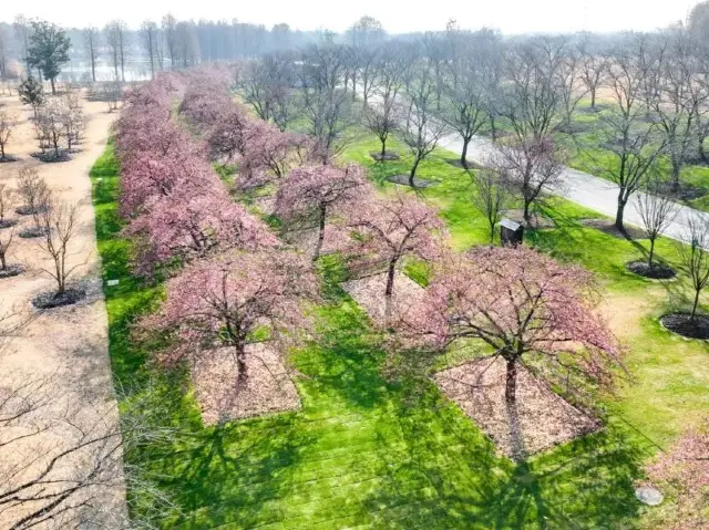  🌸🌿 Spring's Pink Splendor: Hejin Cherry Blossoms at Chenshan Botanical Garden 🌸🌿