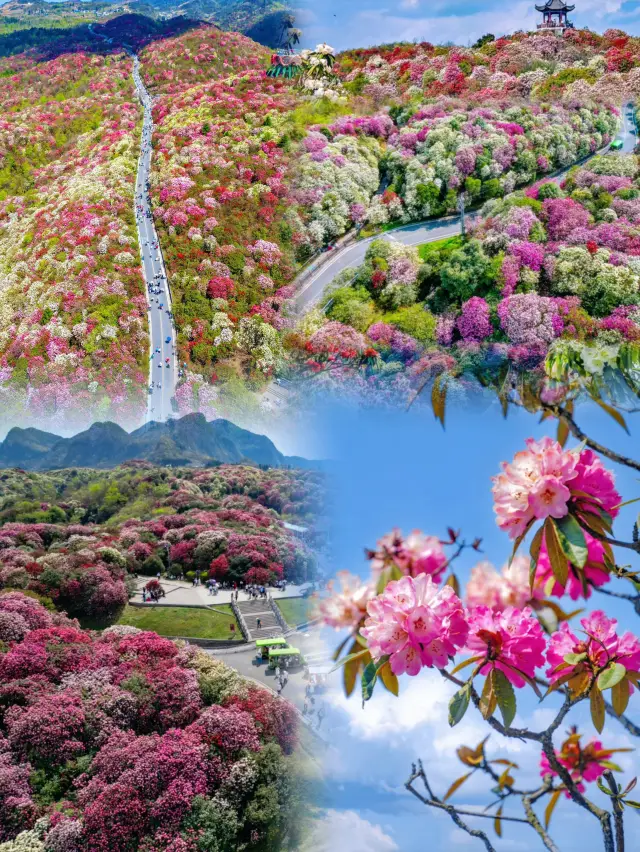 春を迎える盛装で、贵州省毕节市とのロマンチックな出会いを楽しみましょう！