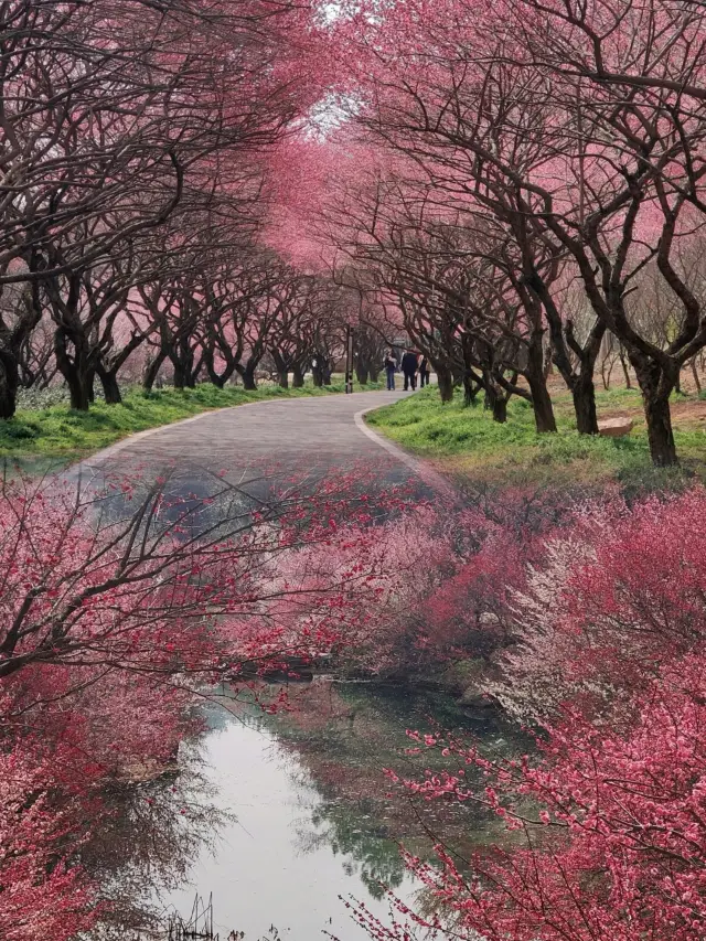 I declare this to be the pinnacle of plum blossom viewing in the Jiangsu, Zhejiang, and Shanghai region