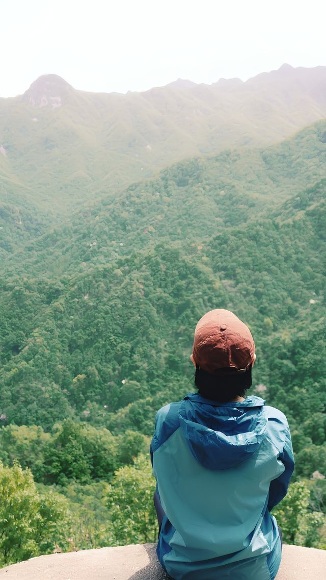 五一魯山，闖入杜鵑花海仙境！