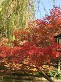 美麗上海紅園風景