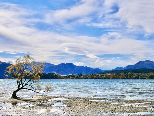 🇳🇿瓦納卡｜還記得這棵神奇的樹嗎？