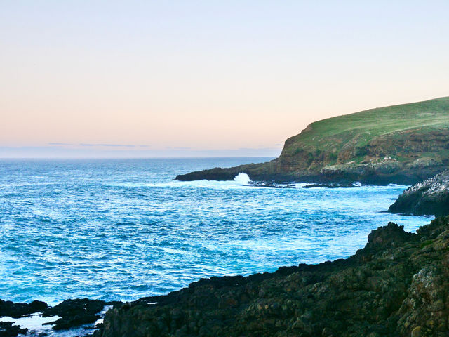 🇳🇿奧塔哥半島｜近距離接觸·企鵝海獅海豹海鳥一次get！