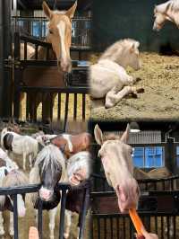 想親眼見證中國最大的汗血寶馬基地嗎？烏魯木齊野馬古生態園
