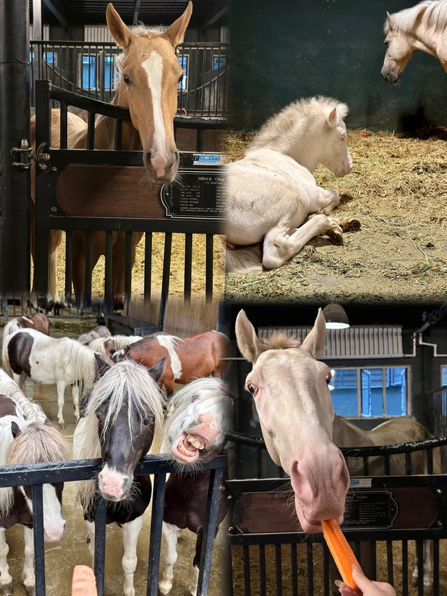 想親眼見證中國最大的汗血寶馬基地嗎？烏魯木齊野馬古生態園