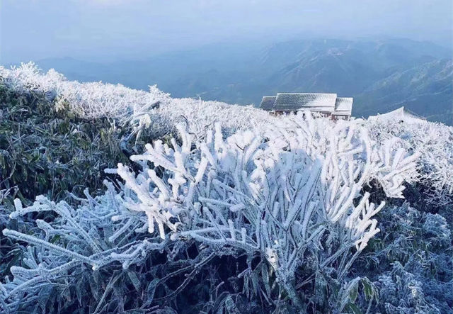 廣東也能看雪啦冰掛霧淞+雲海雪景。