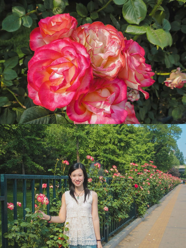 北京大學｜這個暑假，來逛逛學霸遍地的百年校園