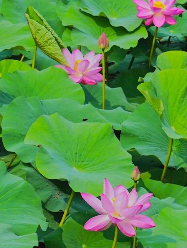 這兒的荷花「拍了拍」你，清涼一夏，「荷」你有約