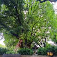 尋訪-韶城《叁拾玖》雨中漫步“西橋公園”