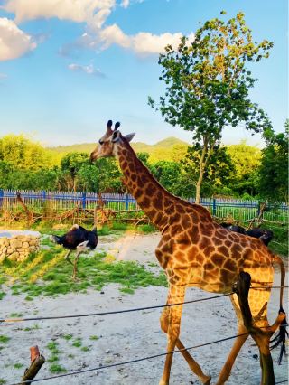 Huizhou | Fall asleep in the mountain zoo and go creek tracing and fishing in the countryside～