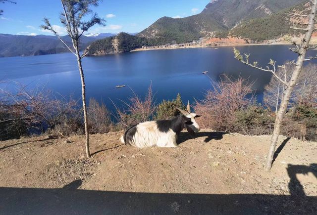 歷時11天的雲南遛娃深度遊攻略