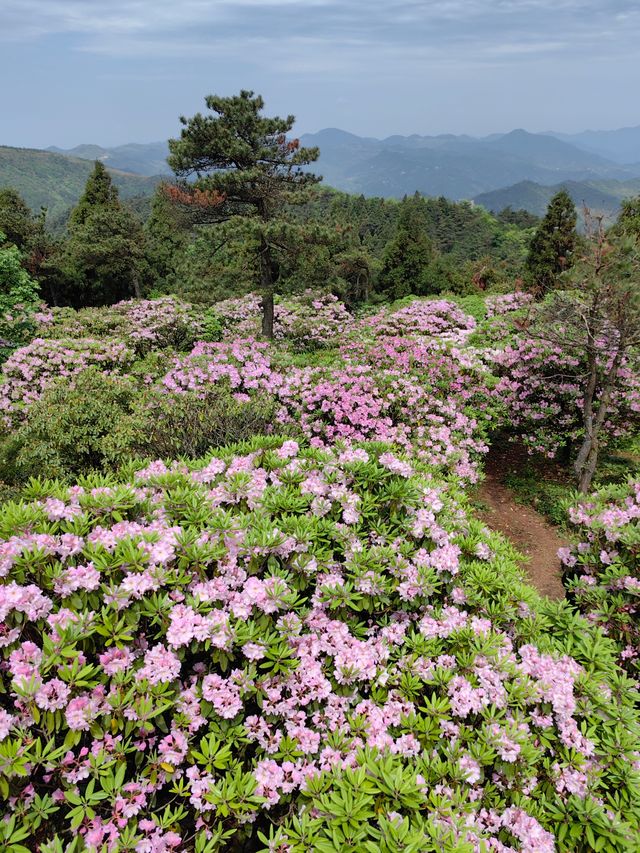 華頂杜鵑