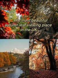 🍂 Collection of British autumn leaf viewing places