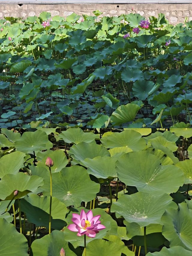 迎澤公園，我心靈的棲息地！！！。