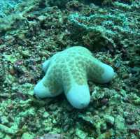 Under the sea at Doljo Beach
