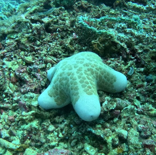 Under the sea at Doljo Beach