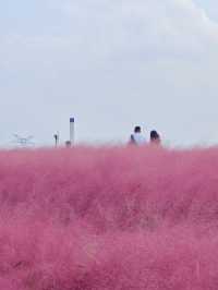 上海秋日限定濱江公園粉黛子草海賞花攻略。