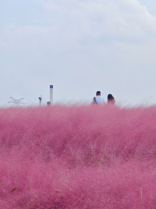 上海秋日限定濱江公園粉黛子草海賞花攻略。