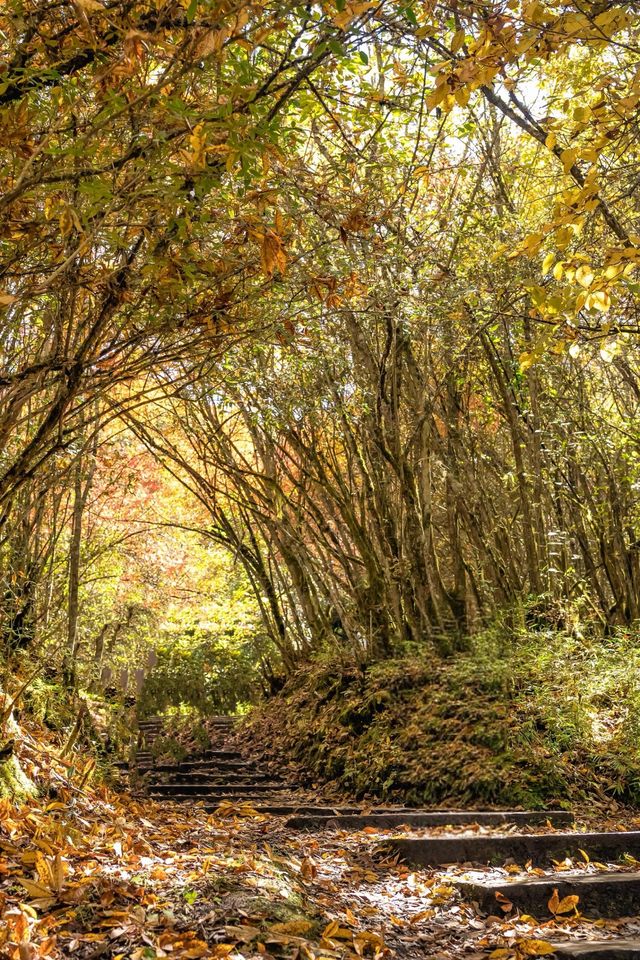 高山草甸五彩秋天｜甘海子。