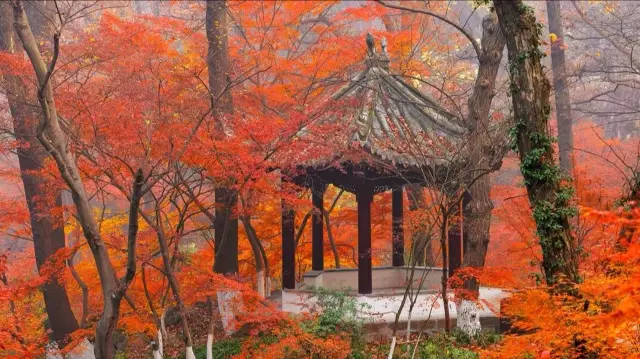 我誇南京一萬遍，不及你來看一眼。