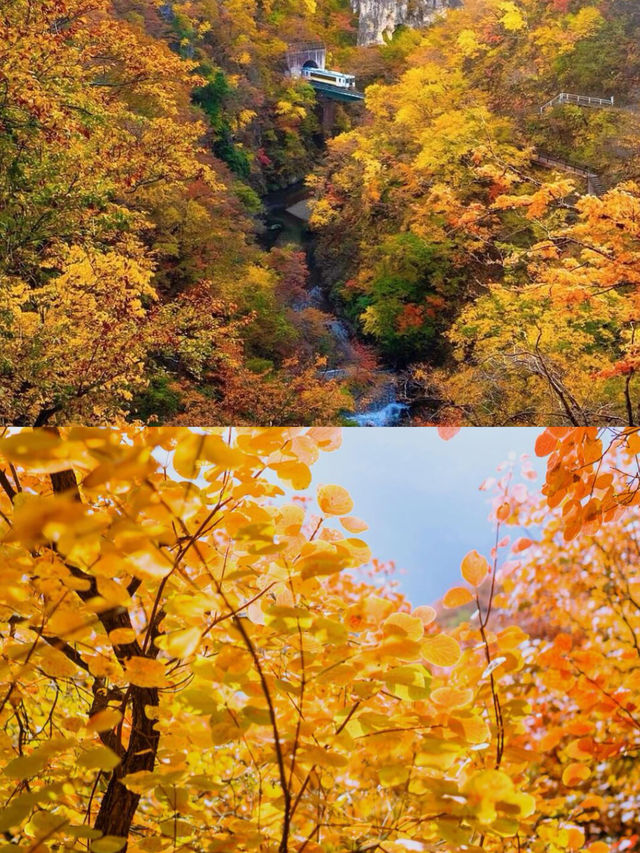 自駕黃柏塬，邂逅秦嶺最美秋景！。