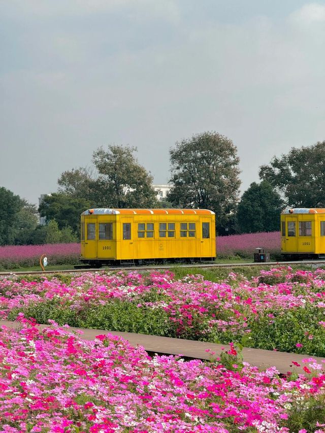 徑山花海，走進現實版莫奈花園（附攻略）。