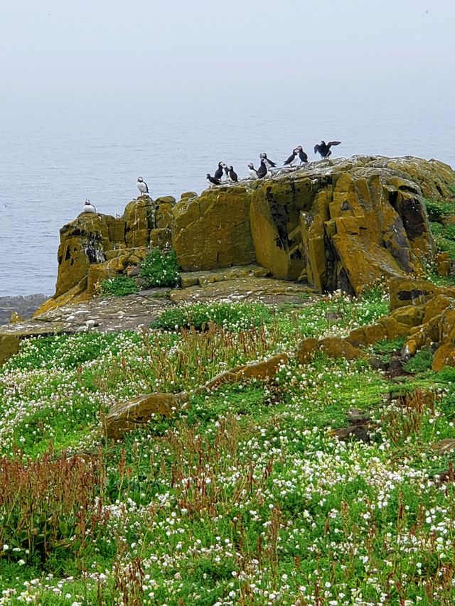 蘇格蘭五月島風景地貌。