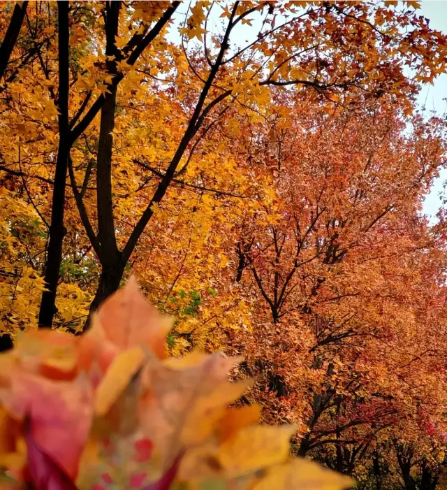 단풍잎이 춤추는 가을의 꿈.