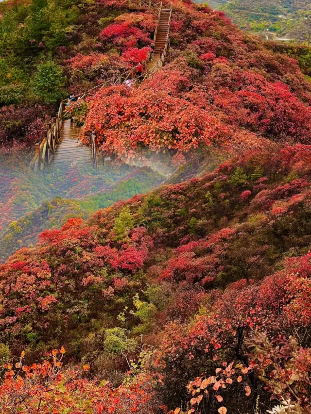 我被震撼了，滿山紅葉看得眼花繚亂。