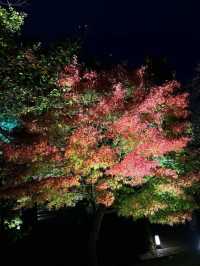 Early Red Leaves Spotted at Toji Temple