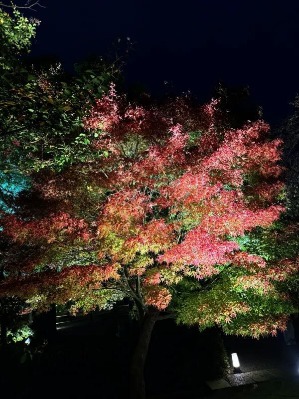 Early Red Leaves Spotted at Toji Temple