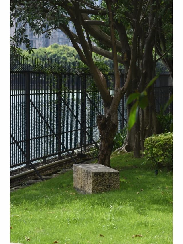 湖邊水庫的冬天，仿佛是倒帶的春天。