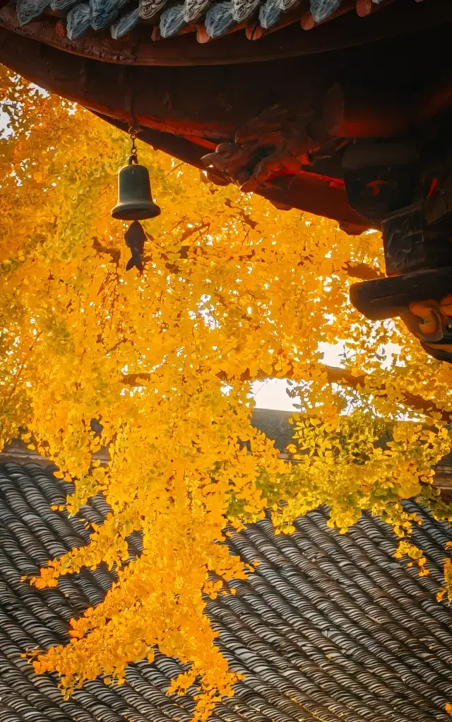 After a year of waiting, the ginkgo trees in Chengdu have finally turned yellow!