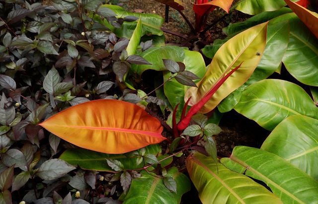 芝加哥林肯公園溫室植物園：自然的魅力之旅
