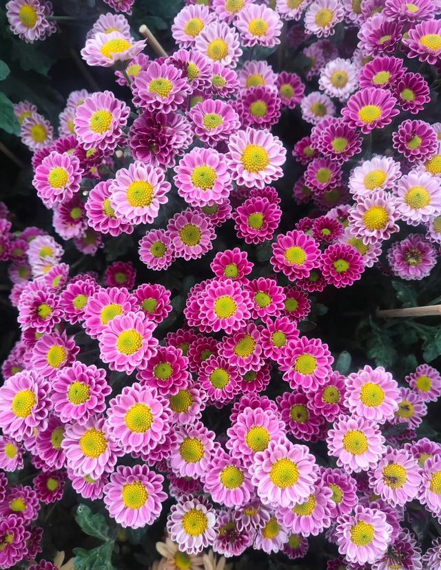 深圳 菊花展