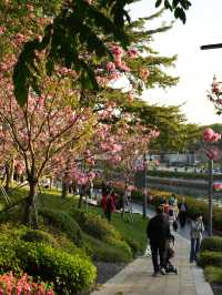 12.18實況：接下來一個月紫花風鈴木盛開