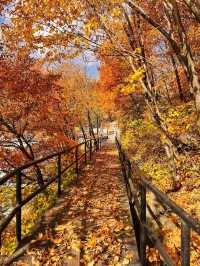 吉林延邊|紅石峰國家森林公園•冬日落葉凋零的美