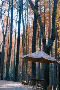 長樂林場森林公園