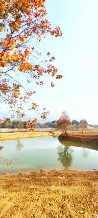 解鎖斜溪村紅樹林，感受自然的原始魅力